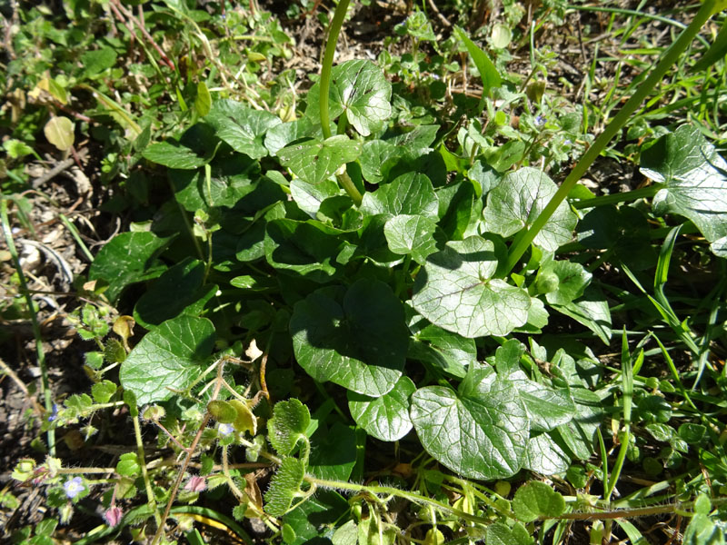 Ficaria verna subsp. verna / Ranuncolo favagello